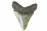 Fossil Megalodon Tooth - North Carolina #153093-2
